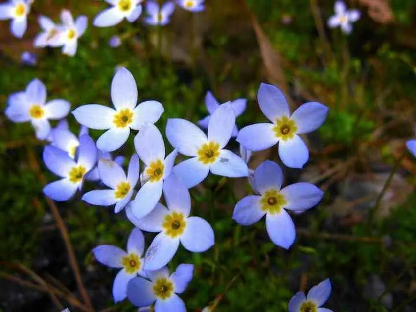 Bluet Posts