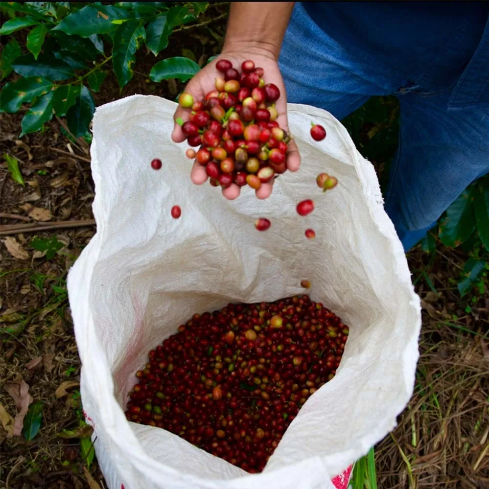 Central American Coffee Explorer Pack