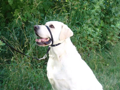 Gentle Leader Head Collar - Black