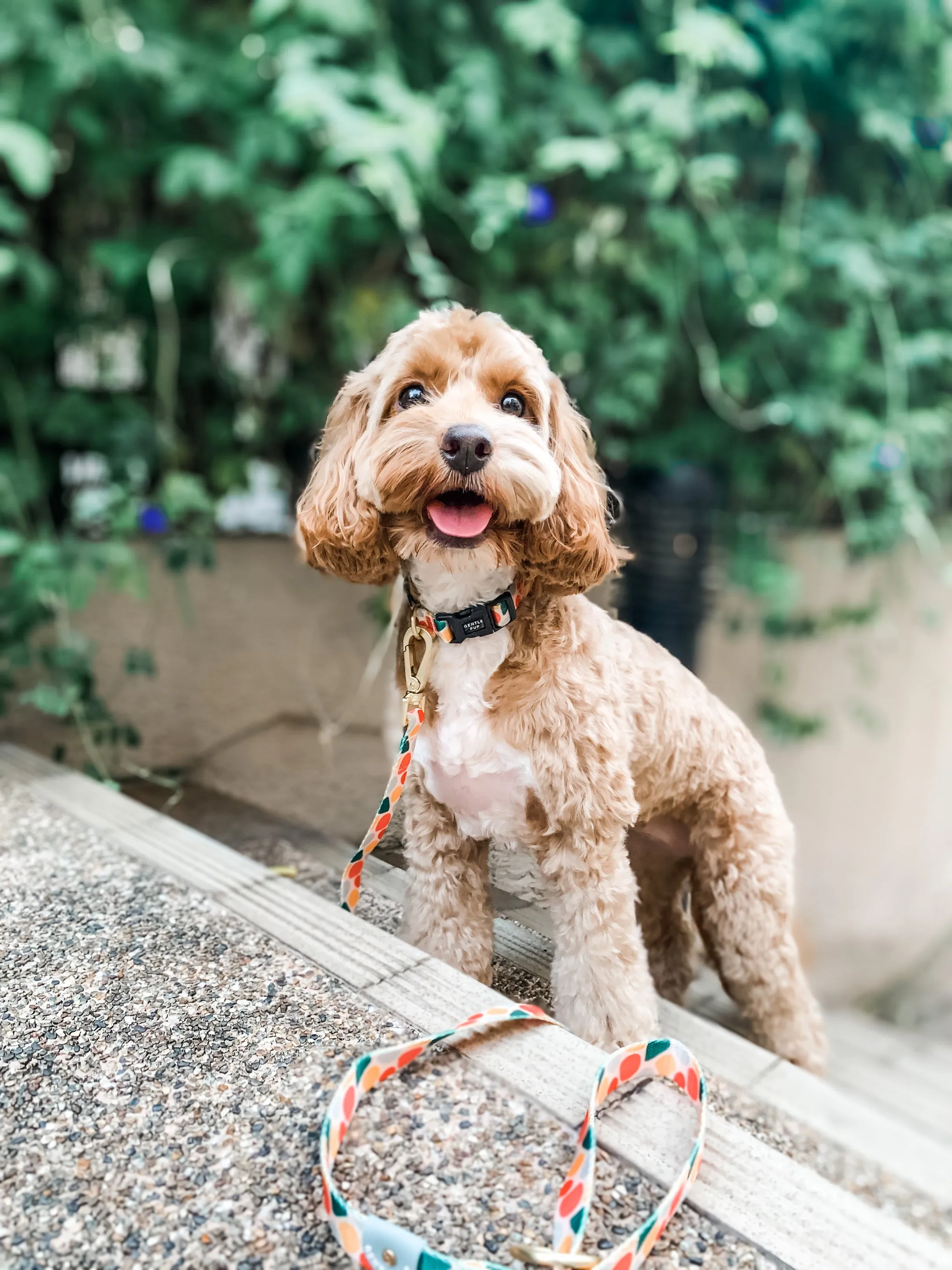 Gentle Pup - Candy Callie Leash