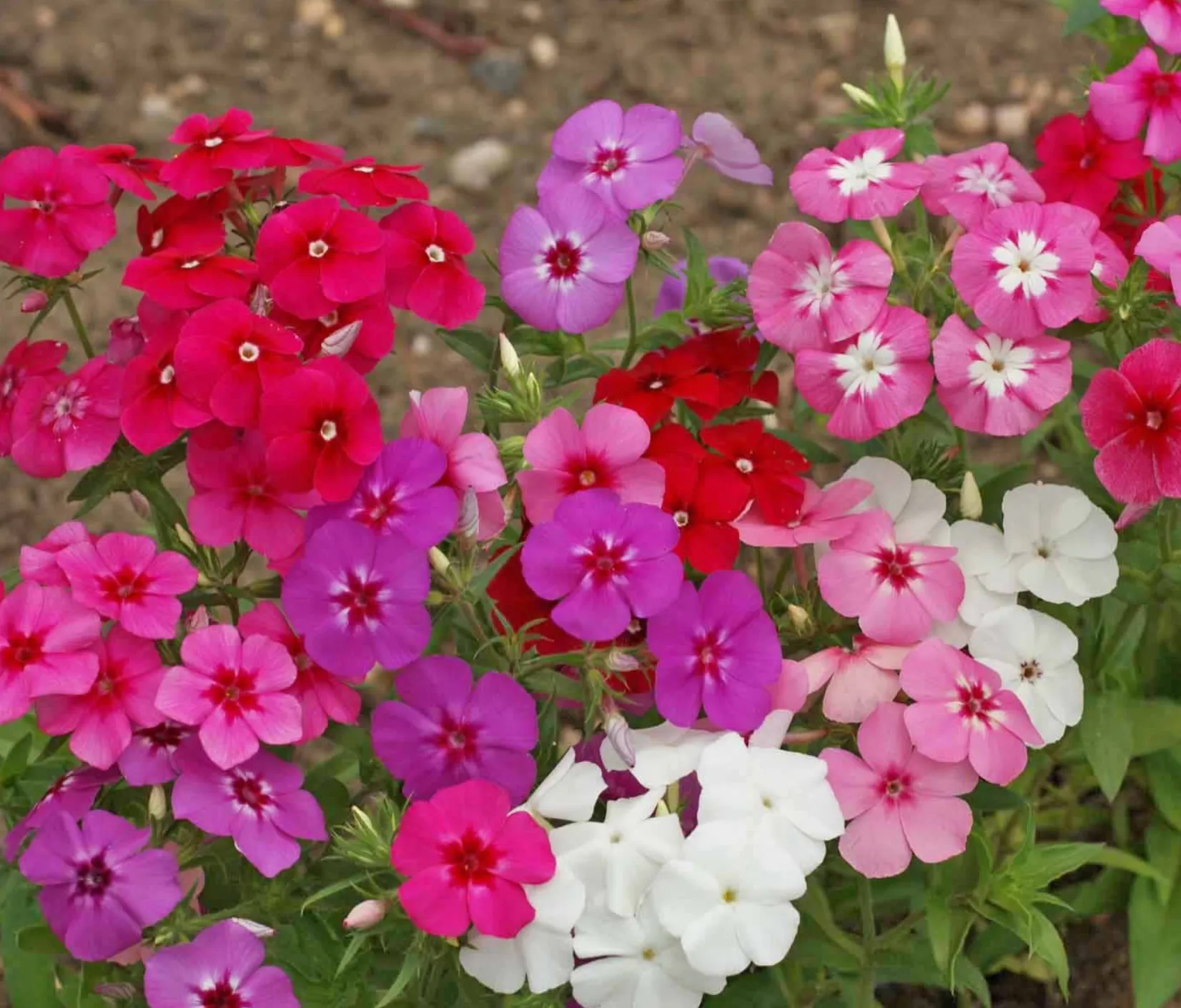 Mixed Phlox Seeds