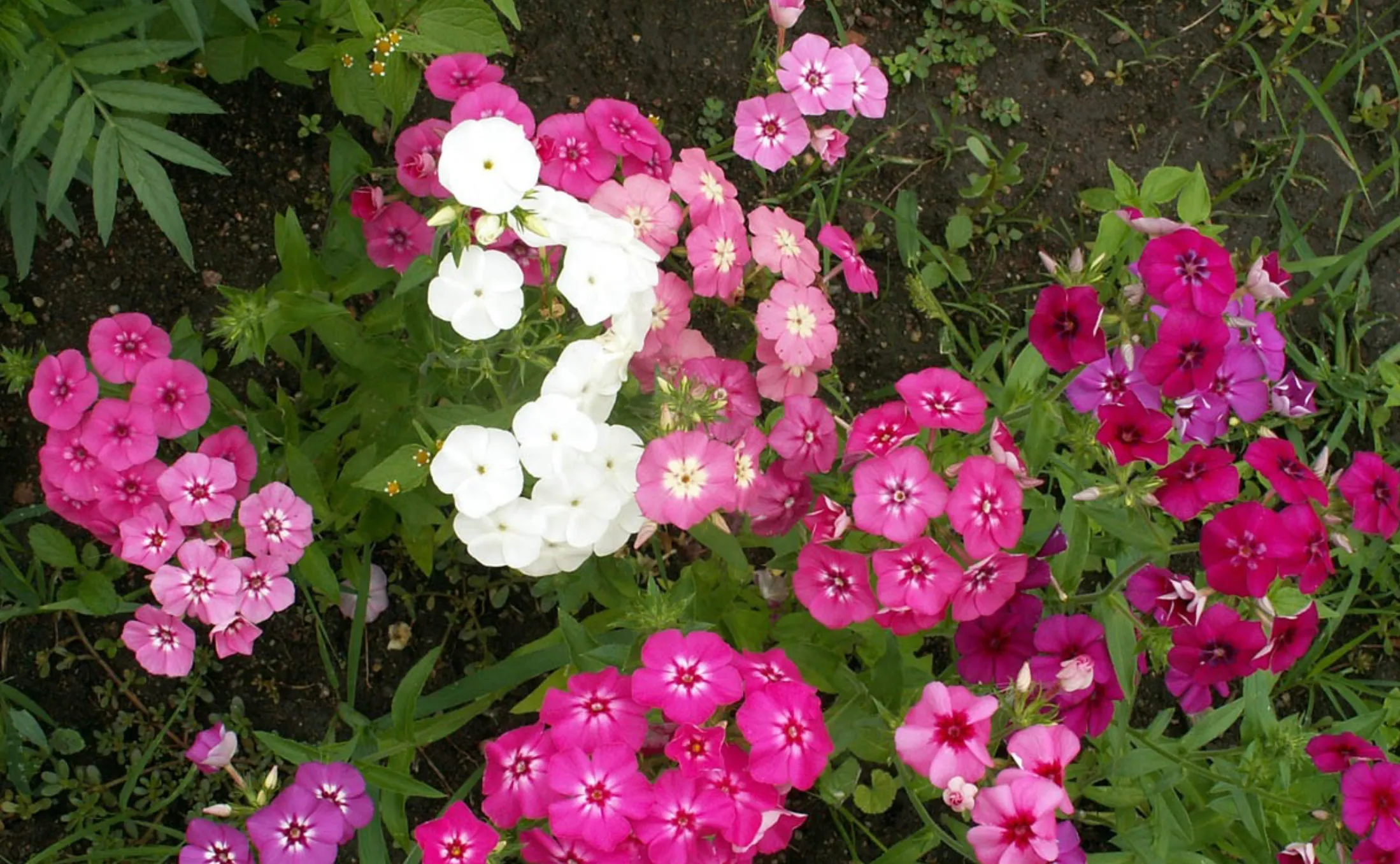 Mixed Phlox Seeds