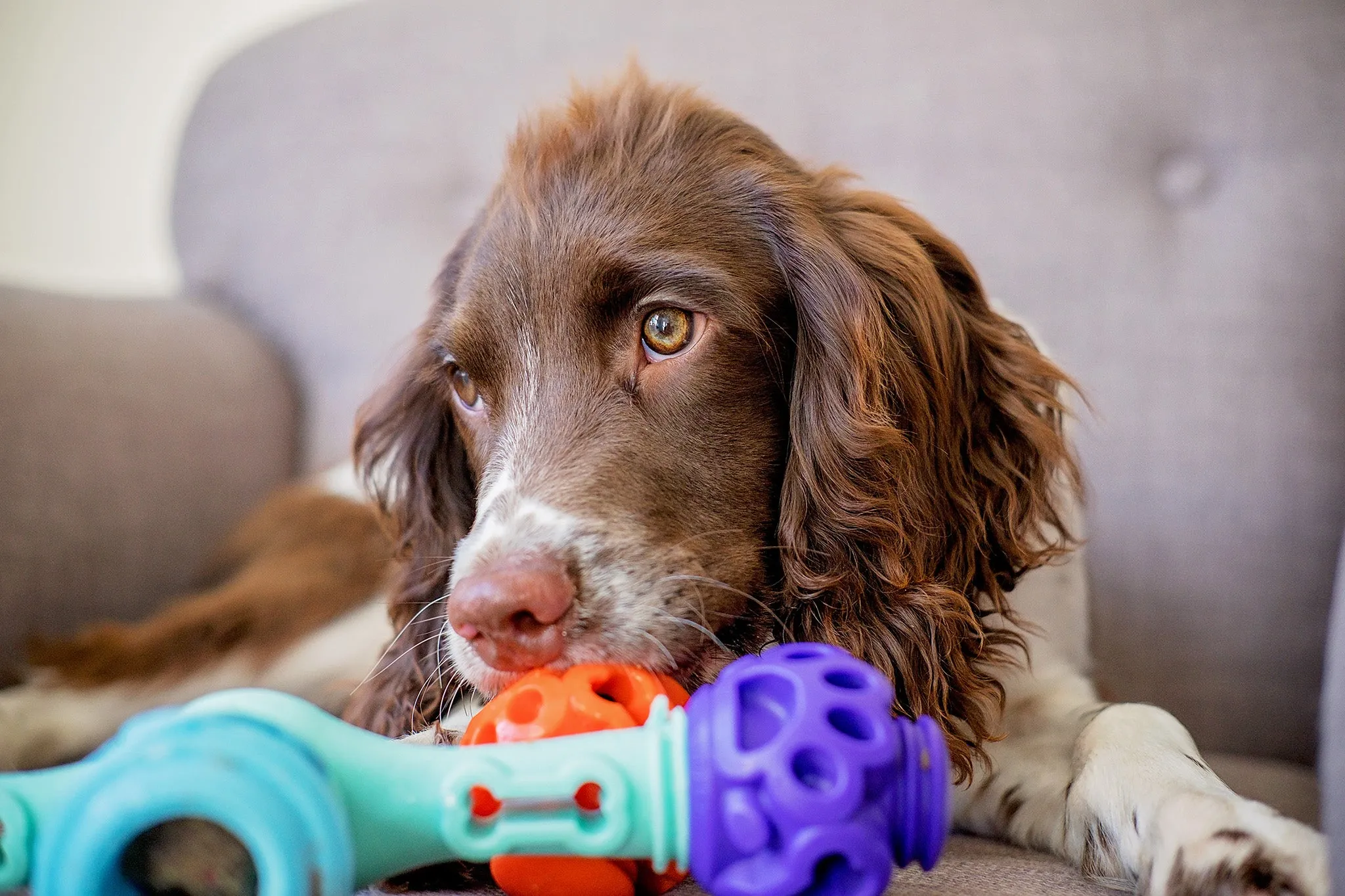 Tech Bone - Gentle Dog Toys
